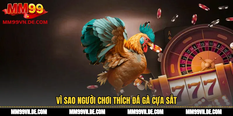 Vì sao người chơi thích đá gà cựa sắt